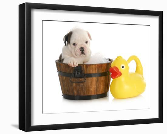 Puppy Bath Time - English Bulldog Puppy In Wooden Wash Basin With Soap Suds And Rubber Duck-Willee Cole-Framed Photographic Print