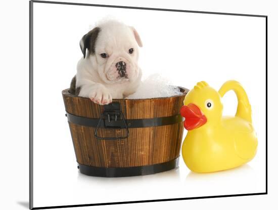 Puppy Bath Time - English Bulldog Puppy In Wooden Wash Basin With Soap Suds And Rubber Duck-Willee Cole-Mounted Photographic Print