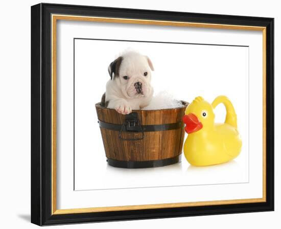 Puppy Bath Time - English Bulldog Puppy In Wooden Wash Basin With Soap Suds And Rubber Duck-Willee Cole-Framed Photographic Print