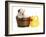 Puppy Bath Time - English Bulldog Puppy In Wooden Wash Basin With Soap Suds And Rubber Duck-Willee Cole-Framed Photographic Print