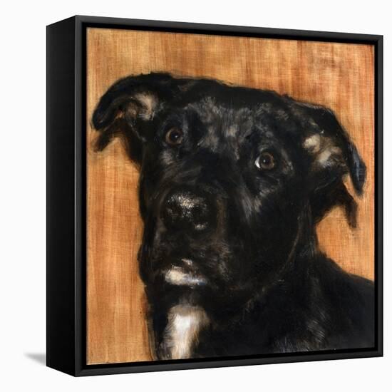 Puppy Dog Eyes I-Walt Johnson-Framed Stretched Canvas