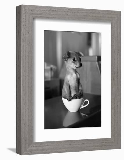 Puppy Dog in a Cup of Coffee-stokkete-Framed Photographic Print