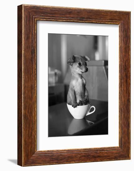 Puppy Dog in a Cup of Coffee-stokkete-Framed Photographic Print