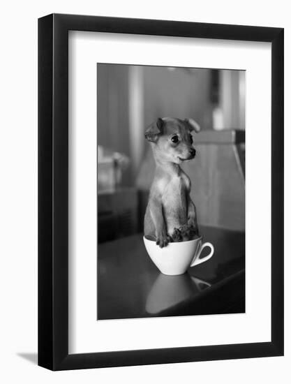 Puppy Dog in a Cup of Coffee-stokkete-Framed Photographic Print