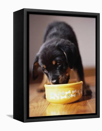 Puppy Eating from Bowl-Jim Craigmyle-Framed Premier Image Canvas