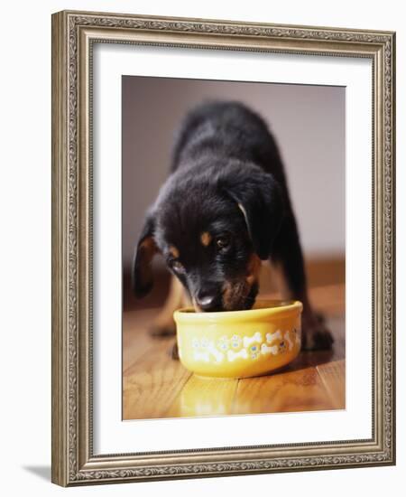 Puppy Eating from Bowl-Jim Craigmyle-Framed Photographic Print