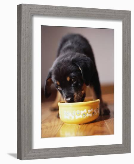 Puppy Eating from Bowl-Jim Craigmyle-Framed Photographic Print