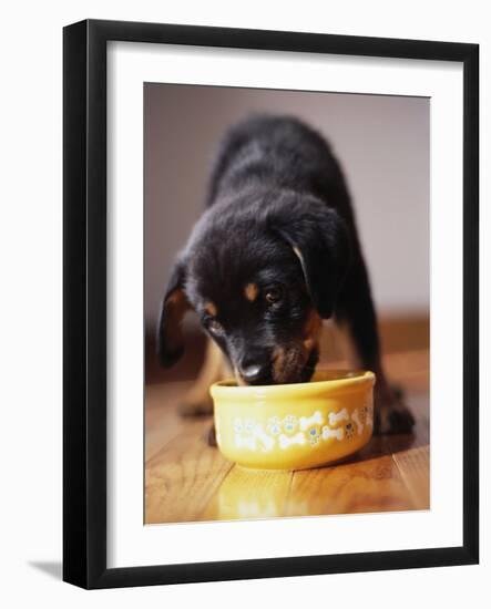 Puppy Eating from Bowl-Jim Craigmyle-Framed Photographic Print