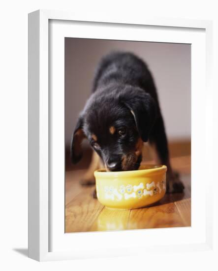 Puppy Eating from Bowl-Jim Craigmyle-Framed Photographic Print