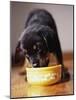 Puppy Eating from Bowl-Jim Craigmyle-Mounted Photographic Print