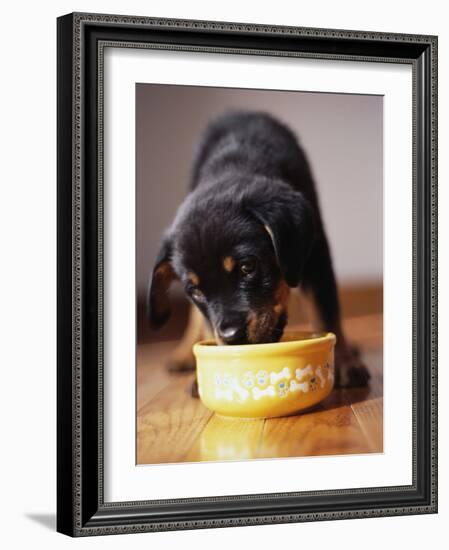 Puppy Eating from Bowl-Jim Craigmyle-Framed Photographic Print