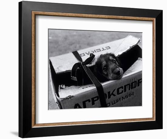 Puppy for Sale at a Flea Market, Moscow, Russia-Walter Bibikow-Framed Photographic Print