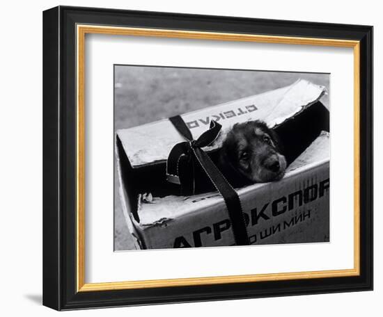 Puppy for Sale at a Flea Market, Moscow, Russia-Walter Bibikow-Framed Photographic Print