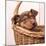 Puppy in a Basket-Edward M. Fielding-Mounted Photographic Print