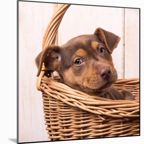 Puppy in a Basket-Edward M. Fielding-Mounted Photographic Print