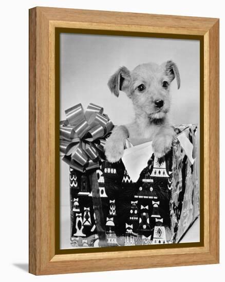 Puppy in a Christmas Box-Bettmann-Framed Premier Image Canvas