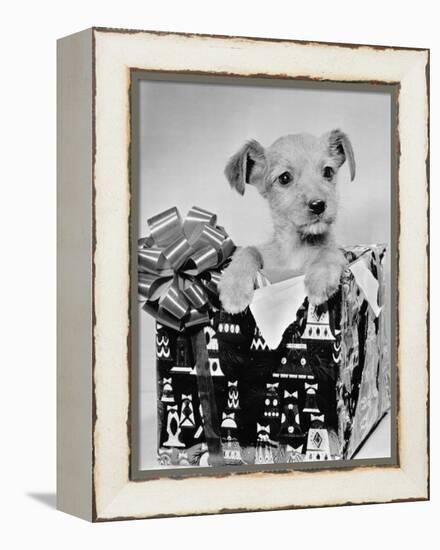 Puppy in a Christmas Box-Bettmann-Framed Premier Image Canvas