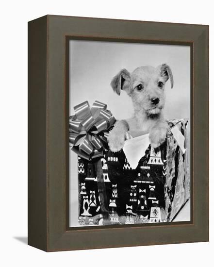 Puppy in a Christmas Box-Bettmann-Framed Premier Image Canvas