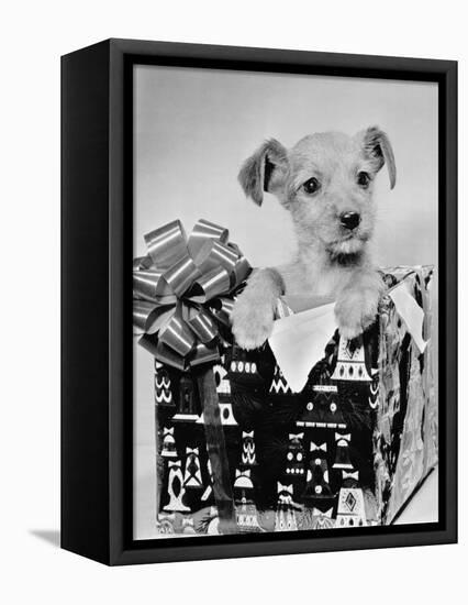 Puppy in a Christmas Box-Bettmann-Framed Premier Image Canvas