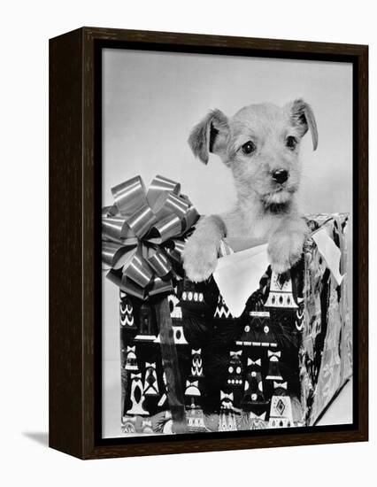 Puppy in a Christmas Box-Bettmann-Framed Premier Image Canvas