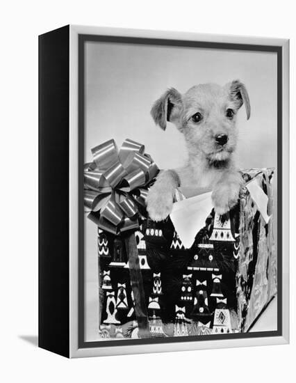 Puppy in a Christmas Box-Bettmann-Framed Premier Image Canvas