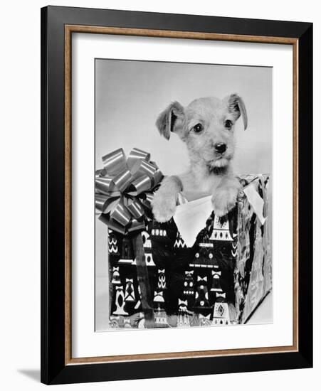 Puppy in a Christmas Box-Bettmann-Framed Photographic Print