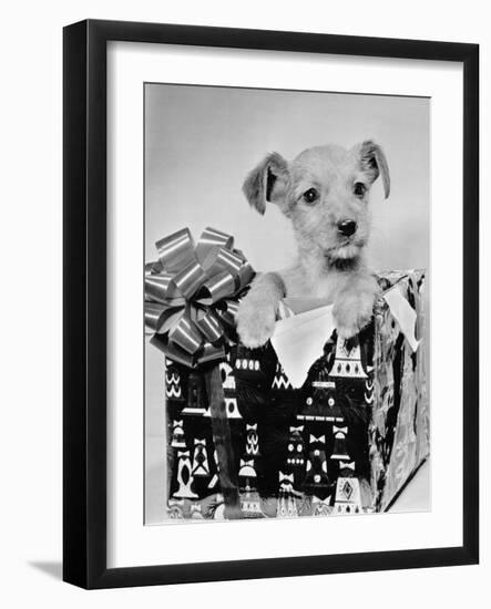 Puppy in a Christmas Box-Bettmann-Framed Photographic Print