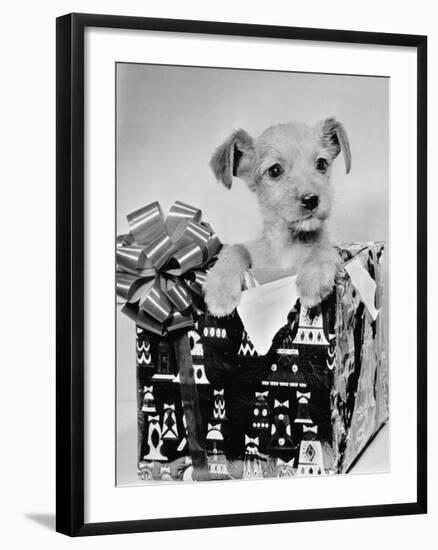 Puppy in a Christmas Box-Bettmann-Framed Photographic Print