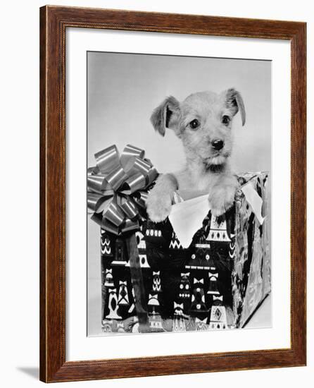 Puppy in a Christmas Box-Bettmann-Framed Photographic Print