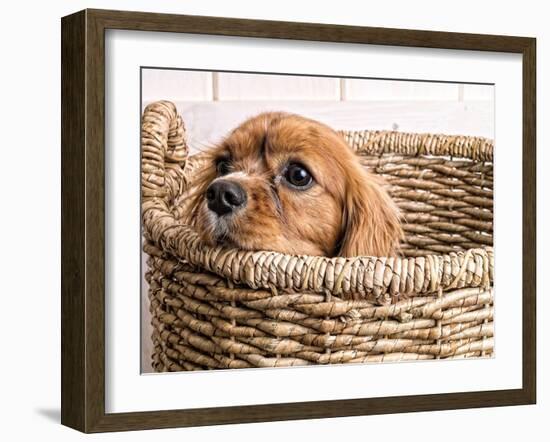 Puppy in a Laundry Basket-Edward M. Fielding-Framed Photographic Print