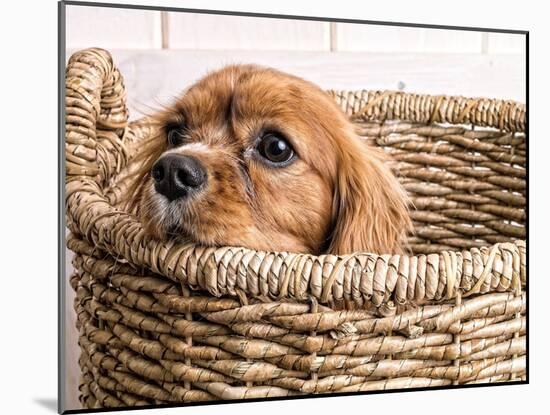 Puppy in a Laundry Basket-Edward M. Fielding-Mounted Photographic Print