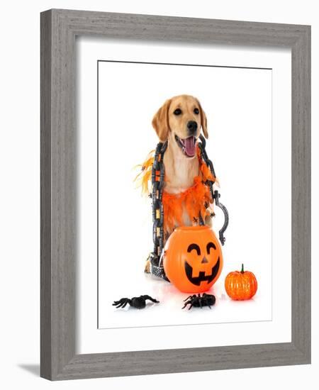 Puppy Labrado Retriever-cynoclub-Framed Photographic Print