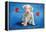 Puppy Lover-Will Bullas-Framed Premier Image Canvas