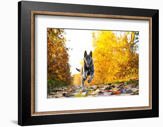 Puppy Malinois in Nature-cynoclub-Framed Photographic Print