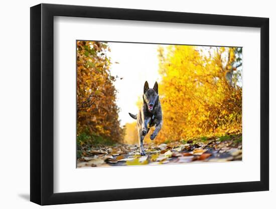 Puppy Malinois in Nature-cynoclub-Framed Photographic Print