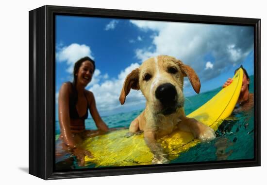 Puppy Riding on Surfboard-Rick Doyle-Framed Premier Image Canvas