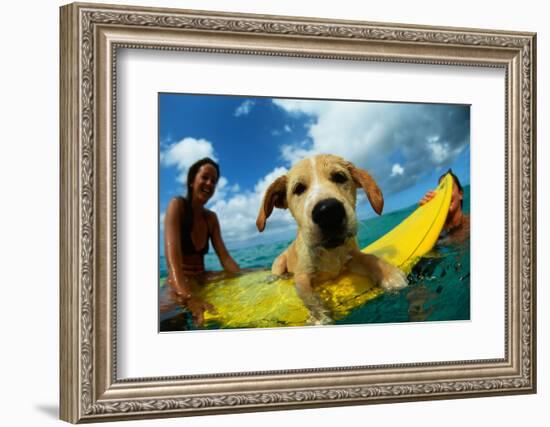 Puppy Riding on Surfboard-Rick Doyle-Framed Photographic Print