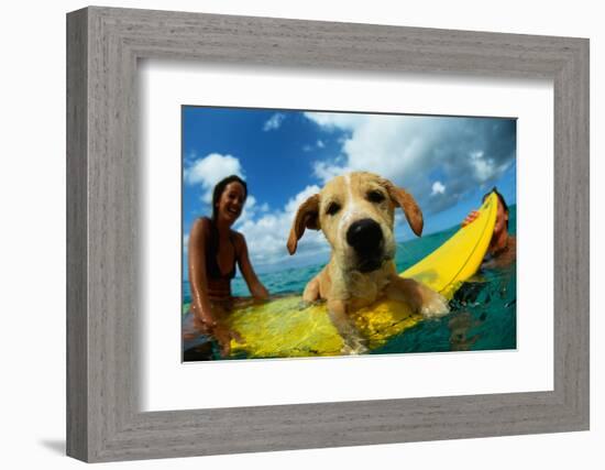 Puppy Riding on Surfboard-Rick Doyle-Framed Photographic Print