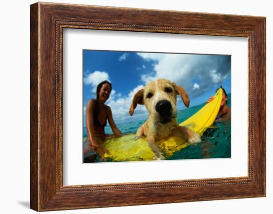 Puppy Riding on Surfboard-Rick Doyle-Framed Photographic Print