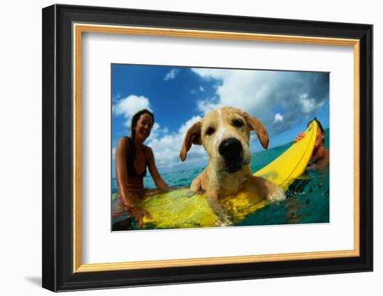 Puppy Riding on Surfboard-Rick Doyle-Framed Photographic Print