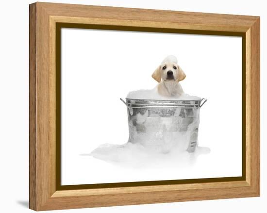 Puppy Taking Bath-Lew Robertson-Framed Premier Image Canvas