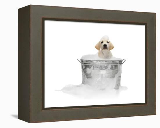 Puppy Taking Bath-Lew Robertson-Framed Premier Image Canvas