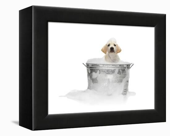Puppy Taking Bath-Lew Robertson-Framed Premier Image Canvas