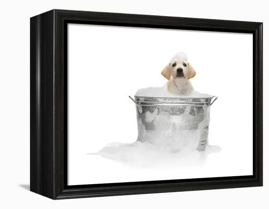 Puppy Taking Bath-Lew Robertson-Framed Premier Image Canvas