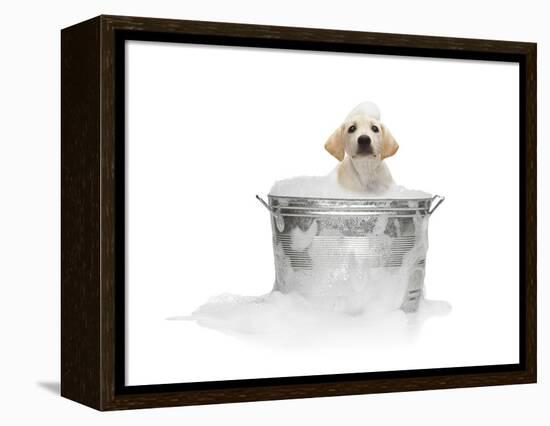 Puppy Taking Bath-Lew Robertson-Framed Premier Image Canvas