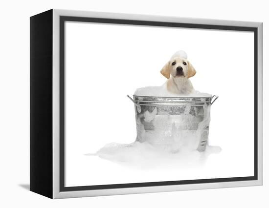 Puppy Taking Bath-Lew Robertson-Framed Premier Image Canvas