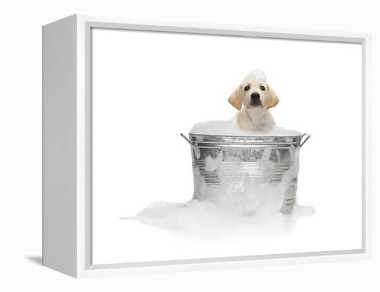 Puppy Taking Bath-Lew Robertson-Framed Premier Image Canvas