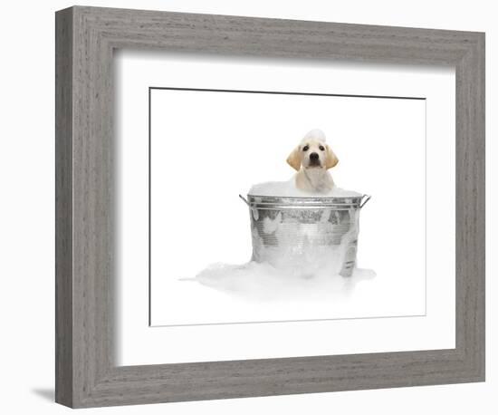 Puppy Taking Bath-Lew Robertson-Framed Photographic Print