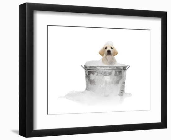 Puppy Taking Bath-Lew Robertson-Framed Photographic Print