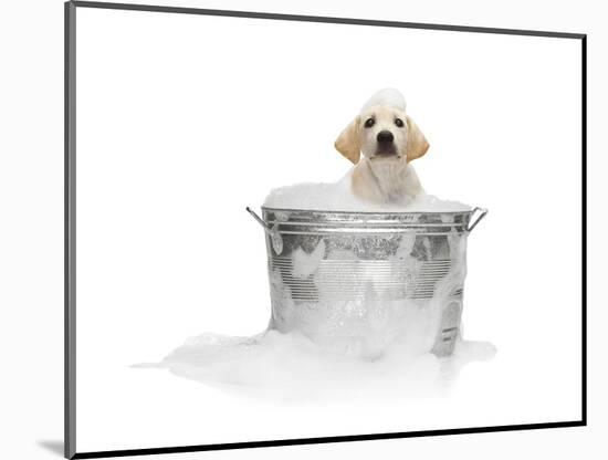Puppy Taking Bath-Lew Robertson-Mounted Photographic Print